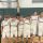 U18 Basketballteam der DBS Lich qualifiziert sich für die Hessenmeisterschaft 25/26